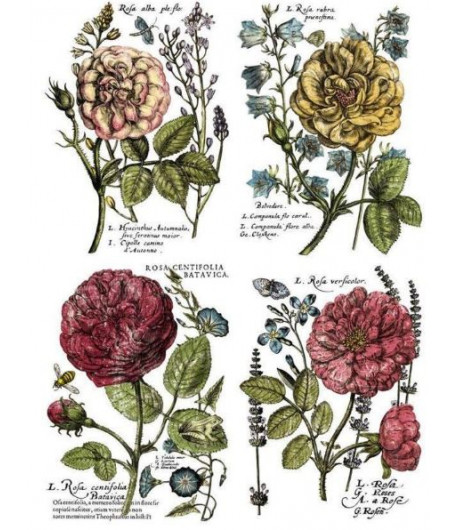 Trasferibile - LADIES IN WAITING