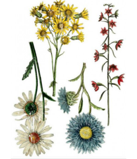 Trasferibile - WILDFLOWER BOTANICALS