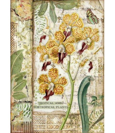 STAMPERIA Foglio carta di riso A4 - AMAZONIA ORCHIDEA