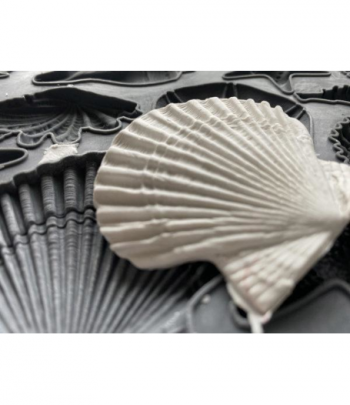 Sea Shells