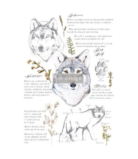 Trasferibile Transfer Gray wolf - 61 x 89  cm