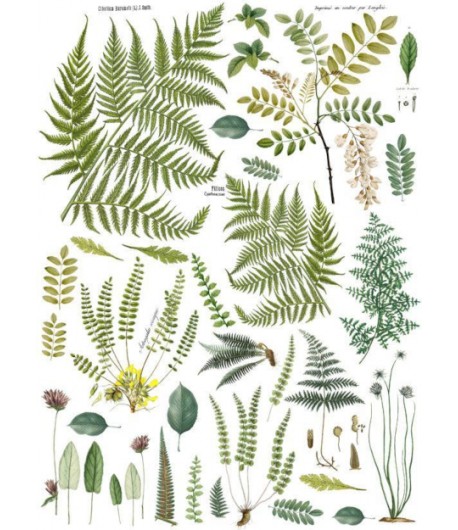 Transfer IOD Fronds Botanical